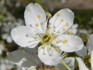 Cherry Plum – Prunus : la fleur de Bach pour ceux qui ont peur de leurs réactions parfois violentes, surtout contre eux-mêmes.