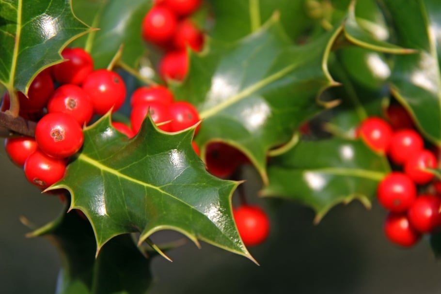 Holly – Houx : la fleur de Bach pour les personnes jalouses, colériques, suspicieuses ou revanchardes.