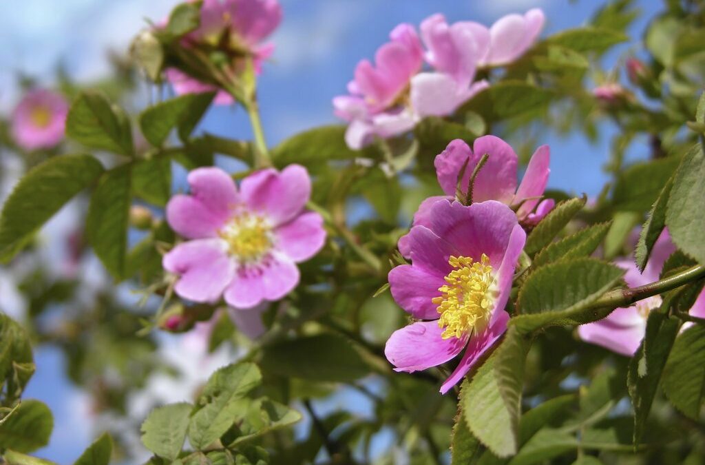 Fleur de Bach Wild Rose – Églantier : pour les personnes résignées, qui ne trouvent plus de plaisir dans leur vie.