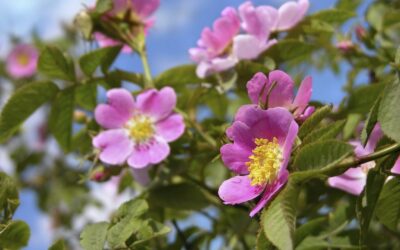 Fleur de Bach Wild Rose – Églantier : pour les personnes résignées, qui ne trouvent plus de plaisir dans leur vie.