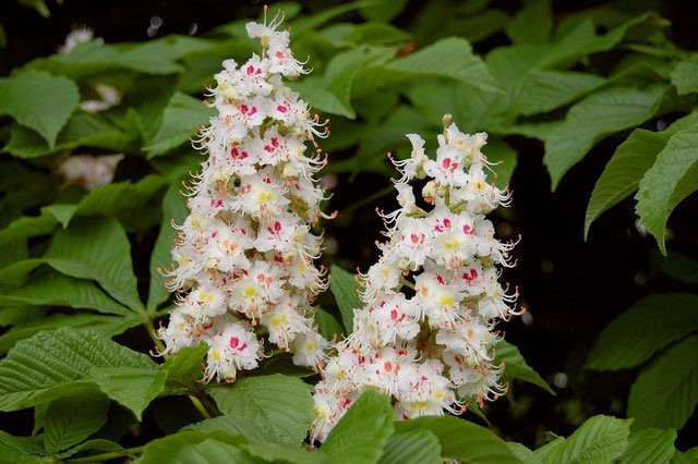 La fleur utilisé dans la fleur de Bach : White Chestnut - Marronnier Blanc.