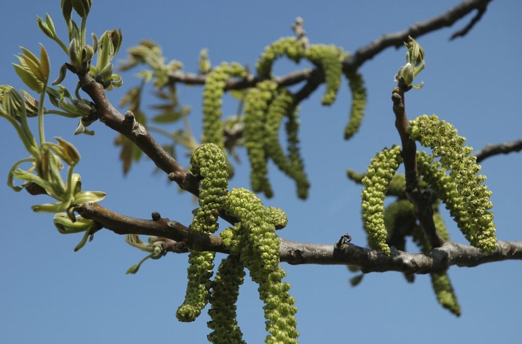 Fleur de Bach Walnut – Noyer : pour les personnes qui traversent des périodes de changement et ressentent un besoin de protection.