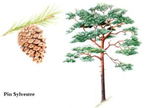 Pine – Pin sylvestre : la fleur de Bach pour les personnes autocritiques, qui se sentent coupables et responsables des erreurs des autres.