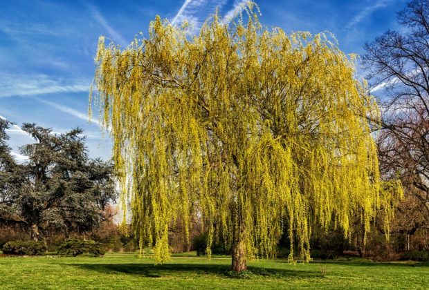 Fleur de Bach Willow – Saule : pour les personnes qui ressentent de l’amertume et un sentiment d’injustice.