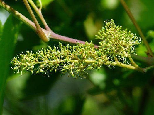 Fleur de Bach Vine – Vigne : pour les leaders nés qui veulent trop imposer leur façon de vivre et de voir les choses.