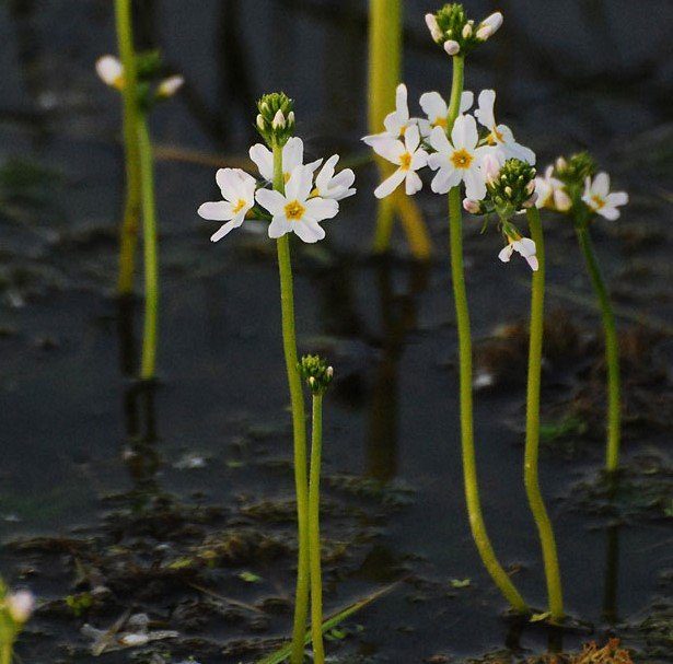 Fleur de Bach Water violet – Violette d’eau : pour les personnes qui distantes et indépendantes.